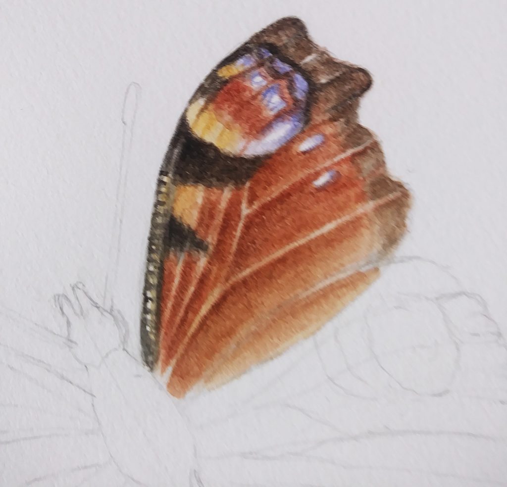 illustrating butterflies