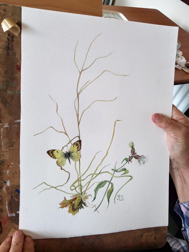 illustrating butterflies