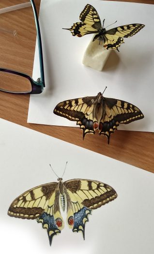 illustrating butterflies
