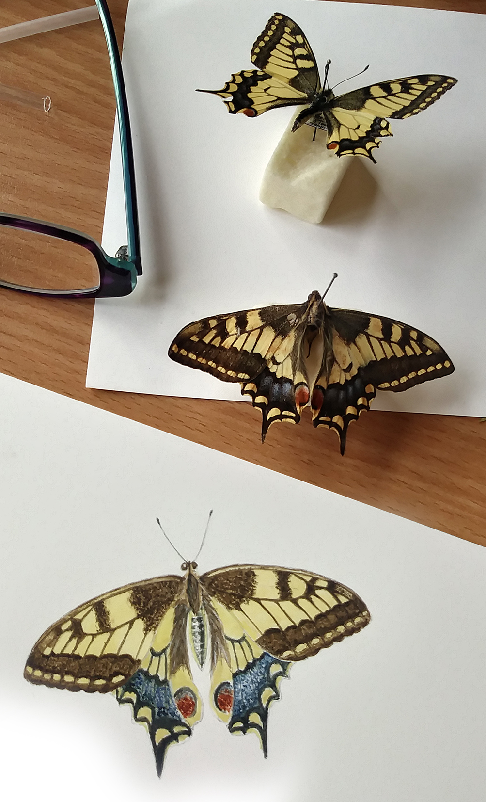 Illustrating a Butterfly Bouquet - Lizzie Harper