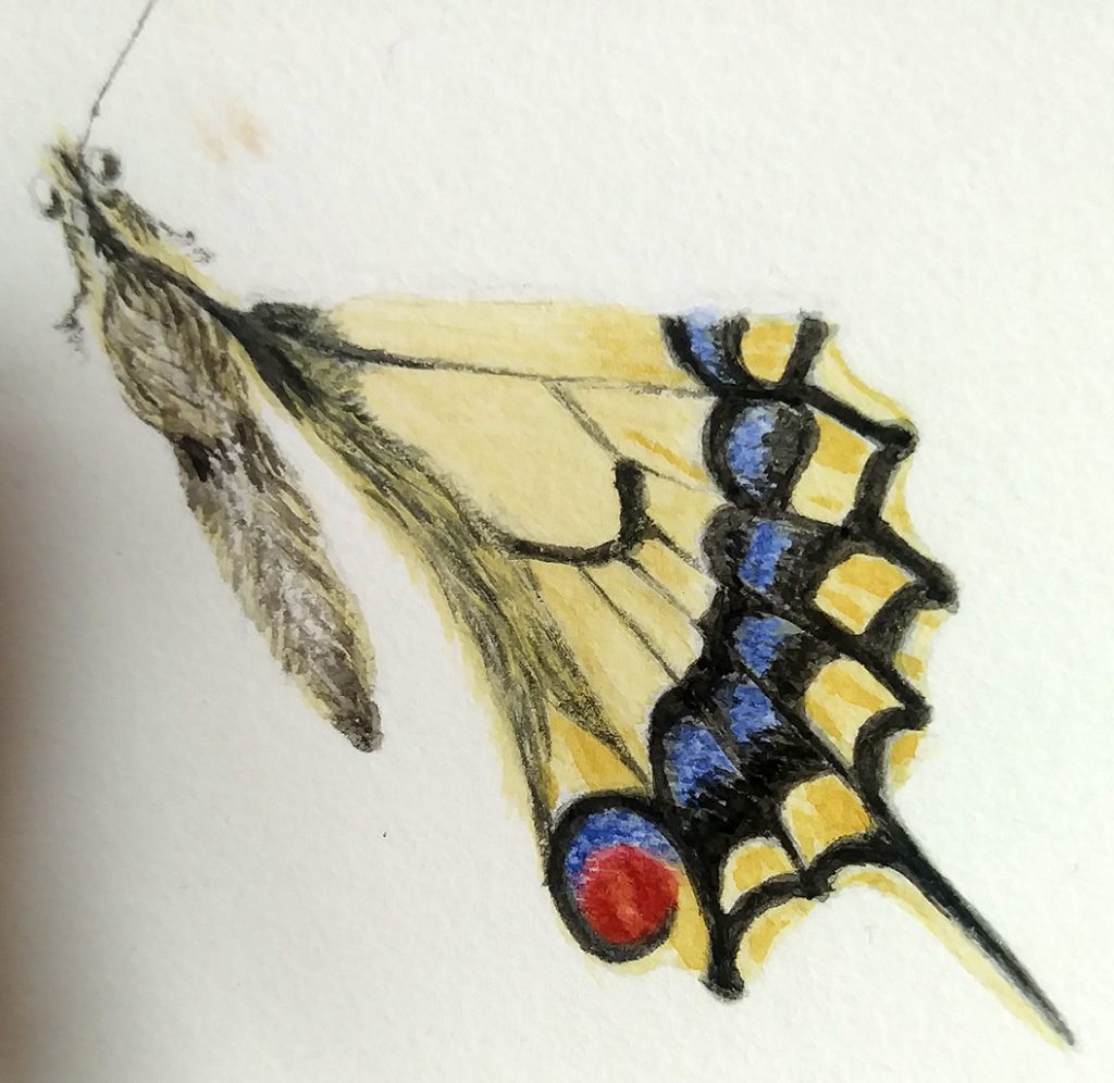 illustrating butterflies