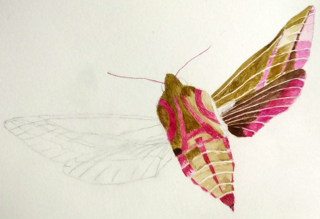 illustrating butterflies