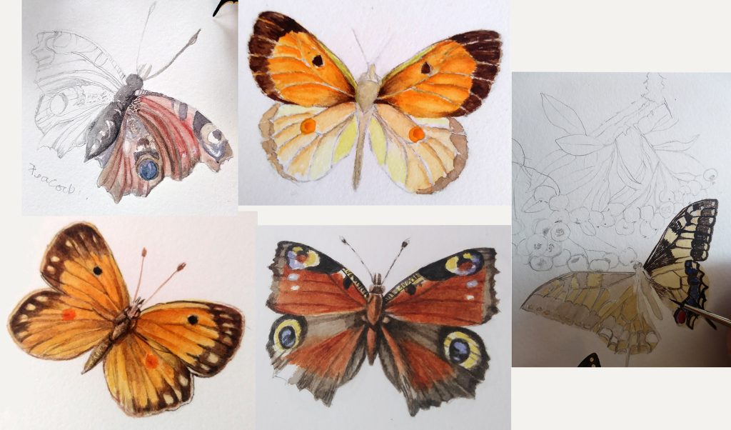 illustrating butterlfies