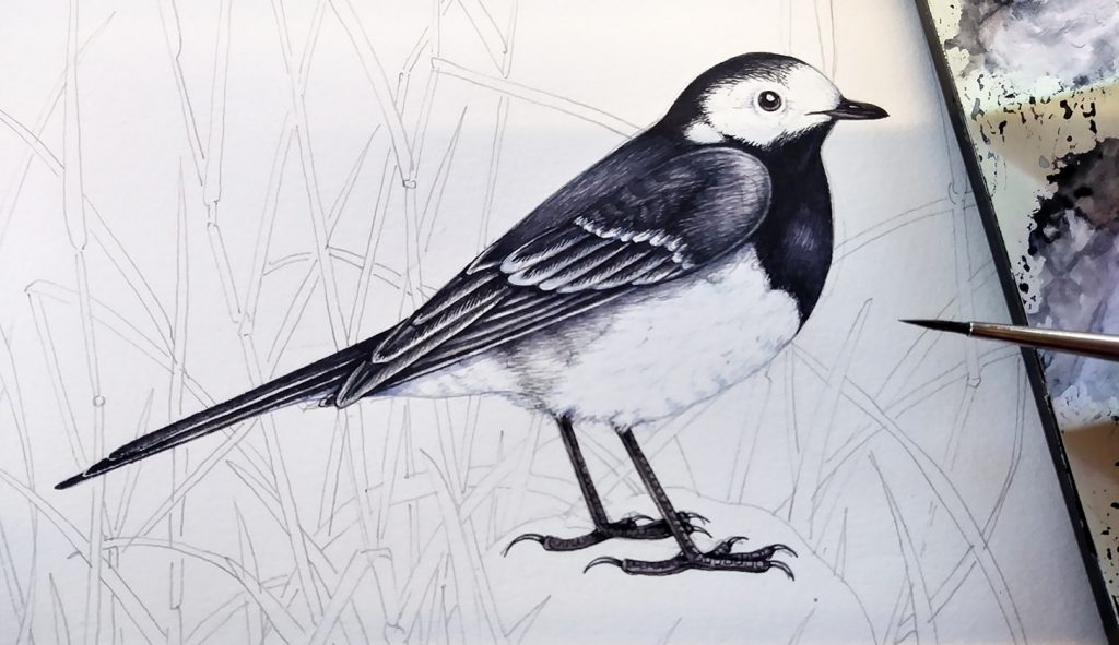 Pied wagtail