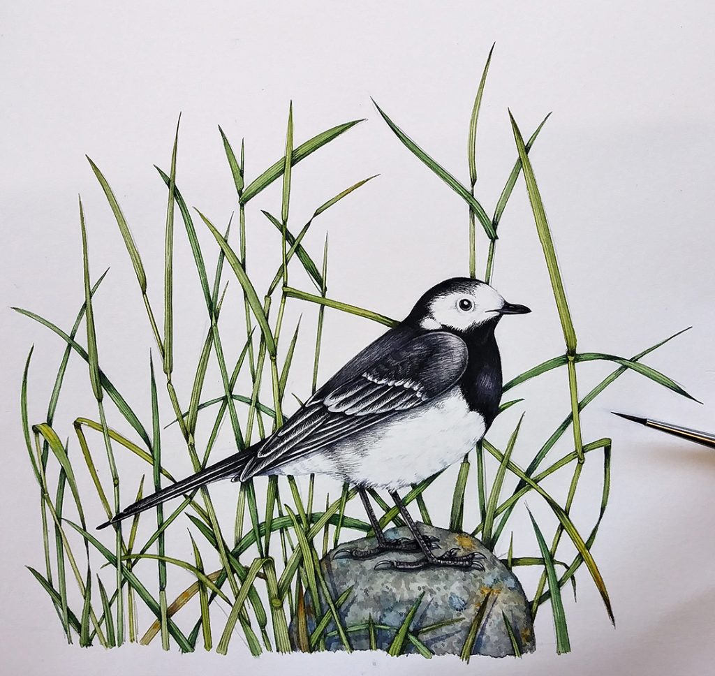 Pied wagtail