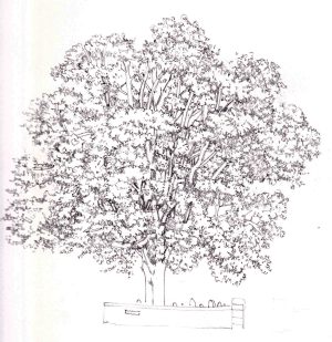 Sycamore Tree Step By Step - Lizzie Harper