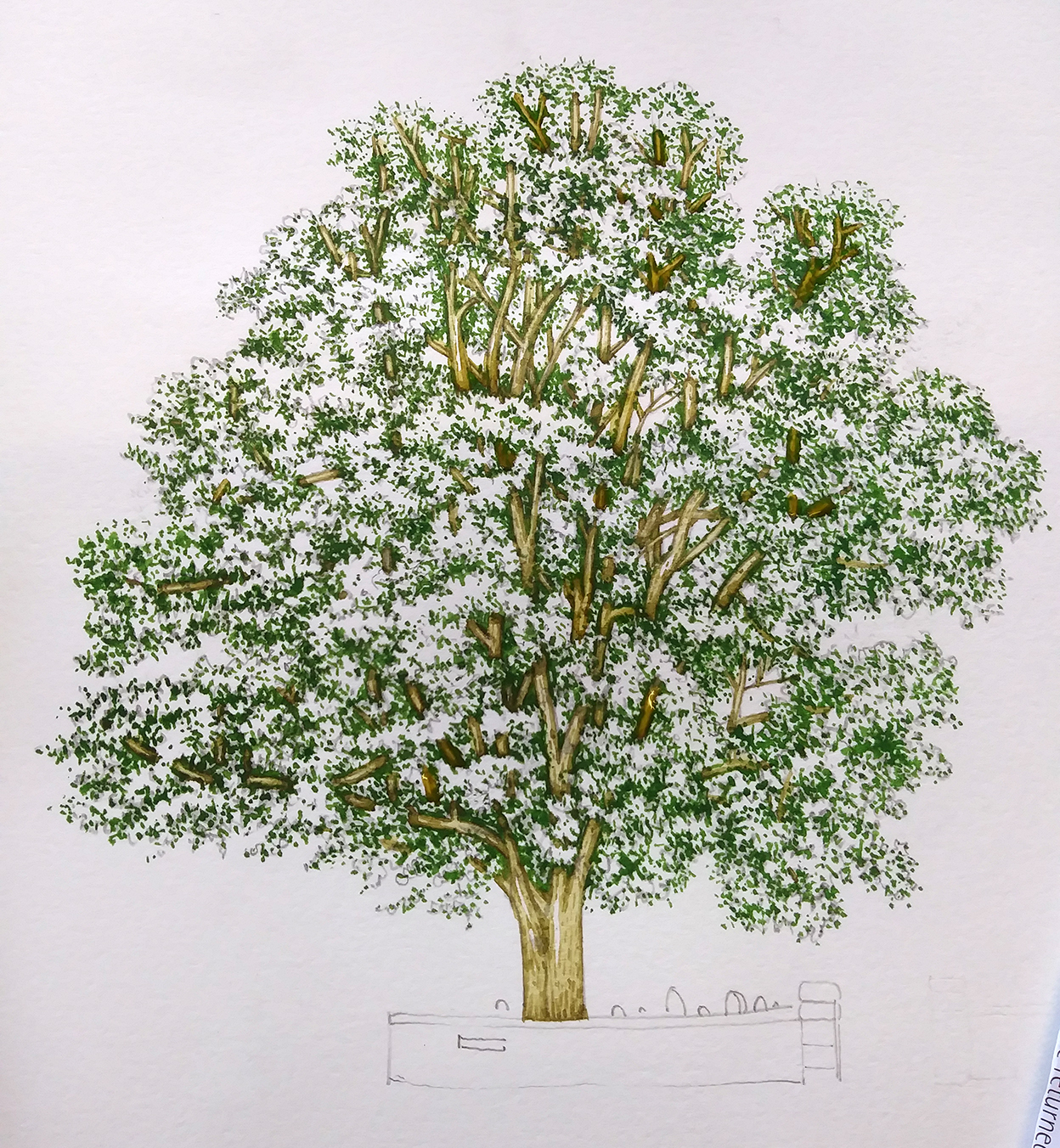 Sycamore Tree step by step Lizzie Harper