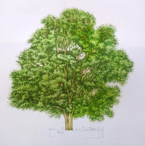 Sycamore Tree step by step - Lizzie Harper