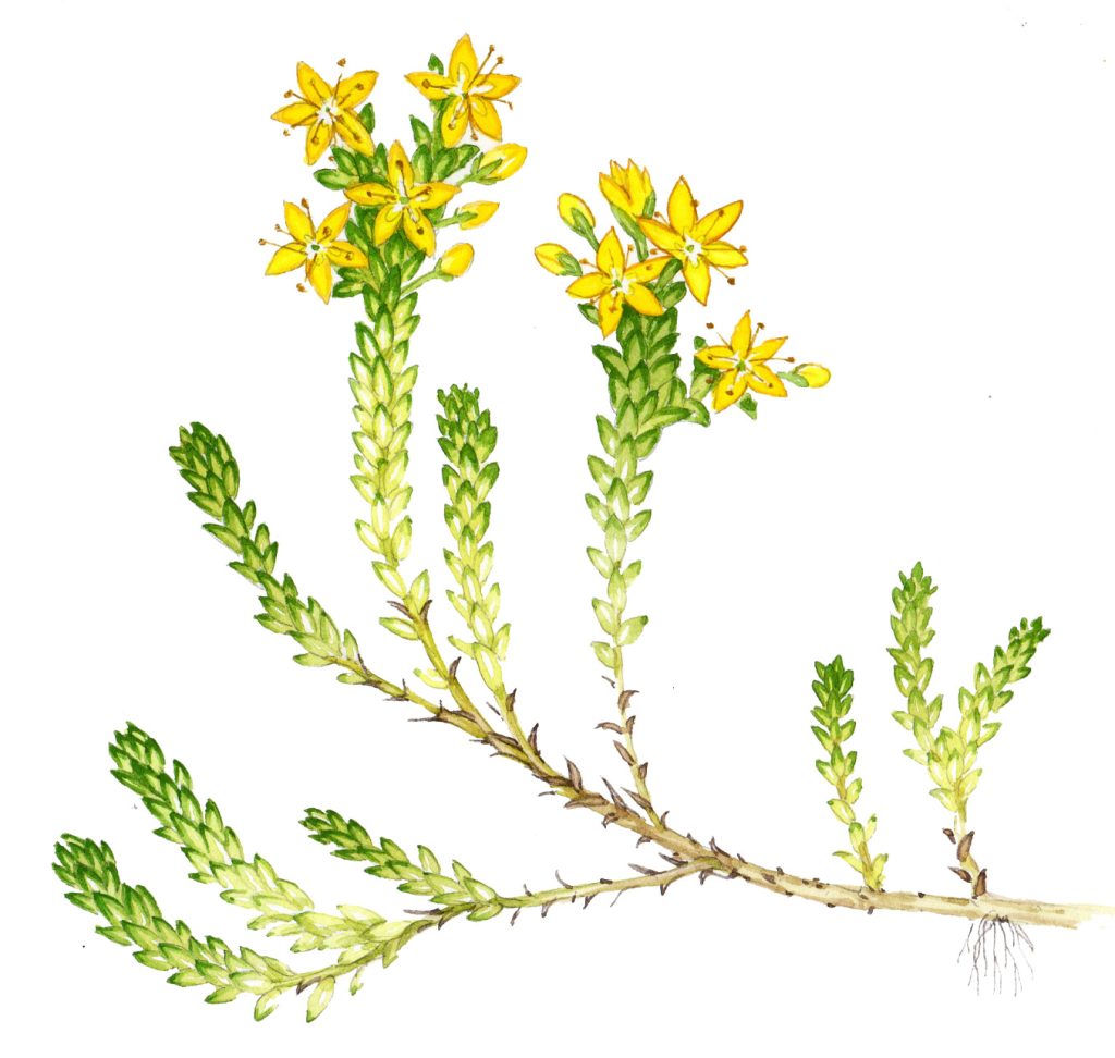 halophytes Coastal seaside plant flowers