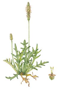 botanical illustration by Lizzie Harper