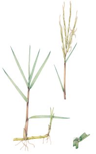 Grass Common Cord Grass Spartina anglica