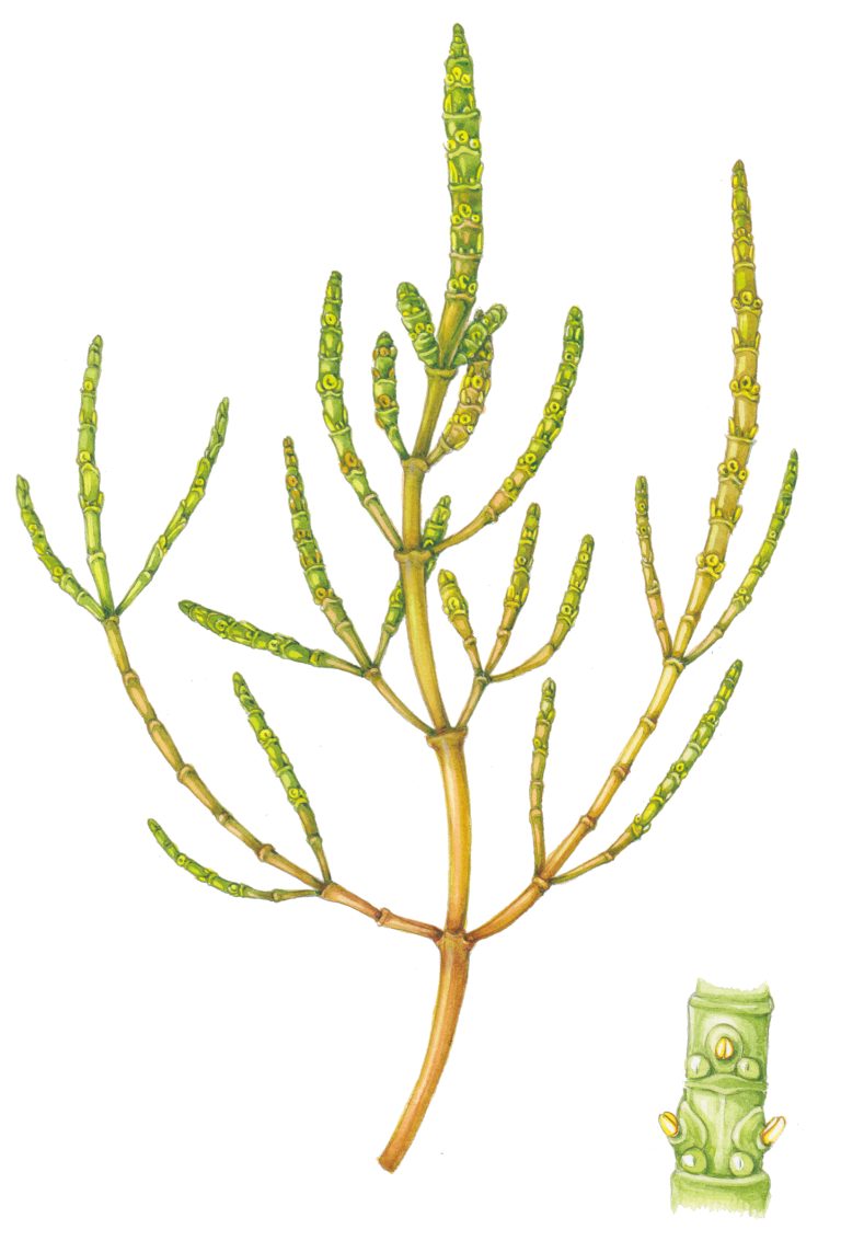 Halophytes: Salt Tolerant Plants - Lizzie Harper