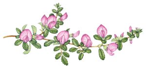 Common Restharrow – SOLD –