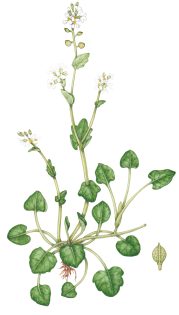 Common Scurvey-grass