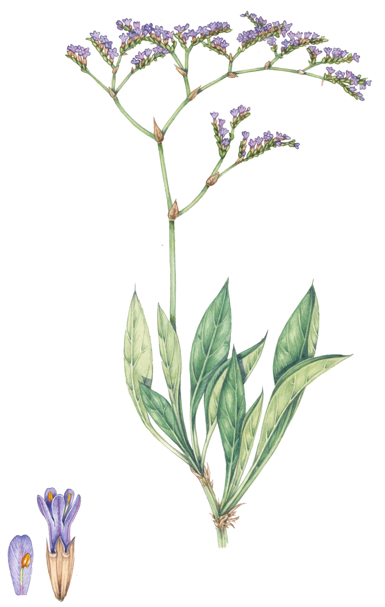 Common Sea lavender Limonium vulgare botanical illustration by Lizzie ...