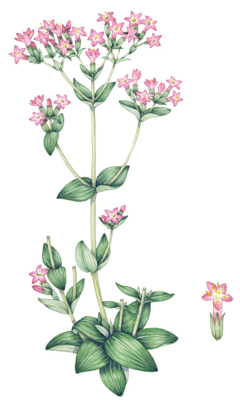 Common centaury Centaurium erythraea botanical illustration by Lizzie ...