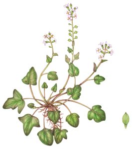 botanical illustration by Lizzie Harper