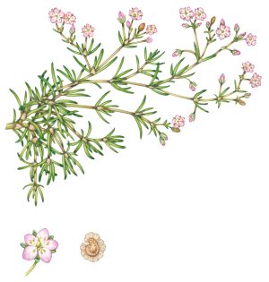 Greater Sea spurrey Spergularia media