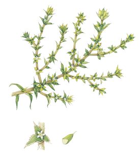 botanical illustration by Lizzie Harper