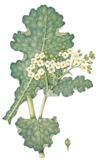 Sea Kale – SOLD –
