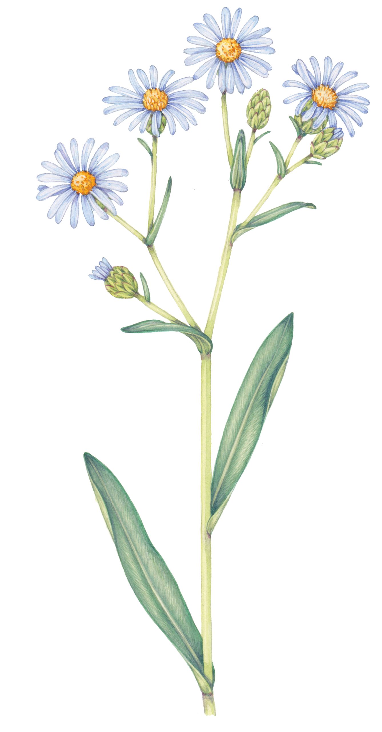 Sea aster Aster tripolium botanical illustration by Lizzie Harper