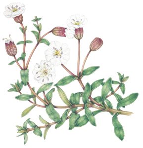 botanical illustration by Lizzie Harper