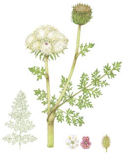 Sea carrot Daucus carota gummifer