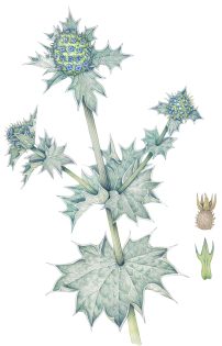 Sea holly – SOLD –
