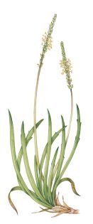 Sea plantain – SOLD –