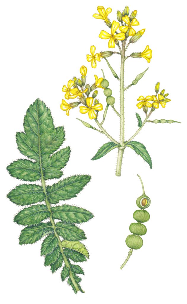 botanical illustration by Lizzie Harper