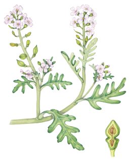 Sea rocket – SOLD –