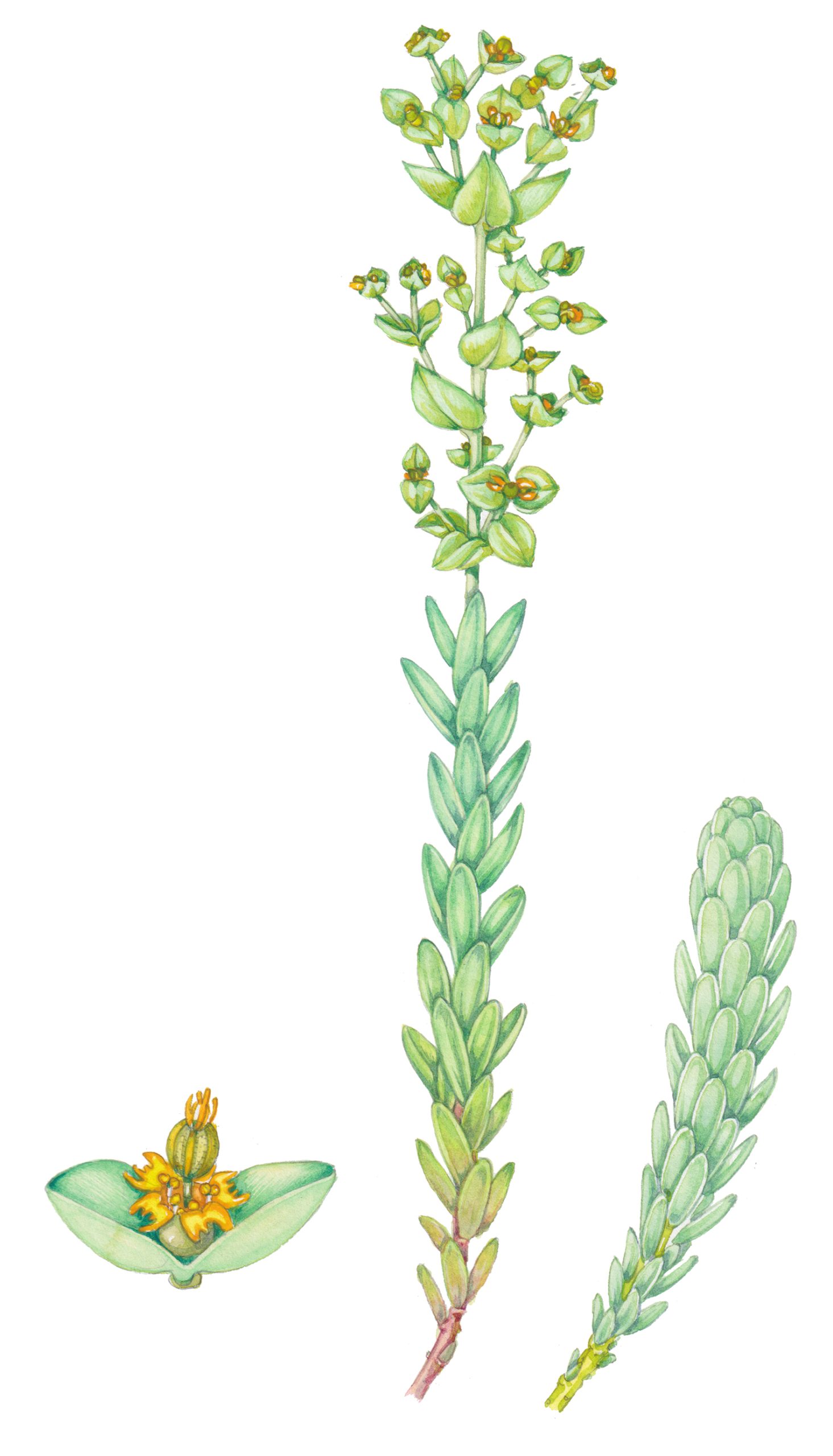 euphorbia plant drawing
