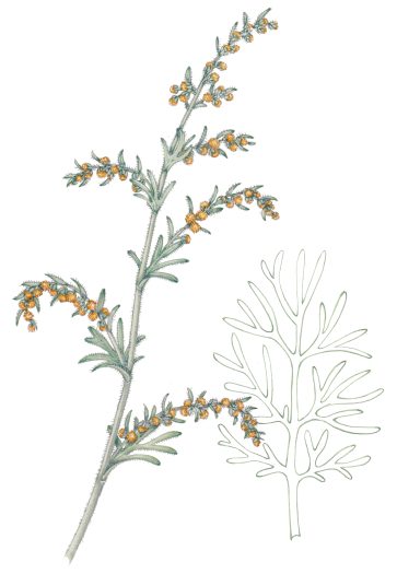 botanical illustration by Lizzie Harper