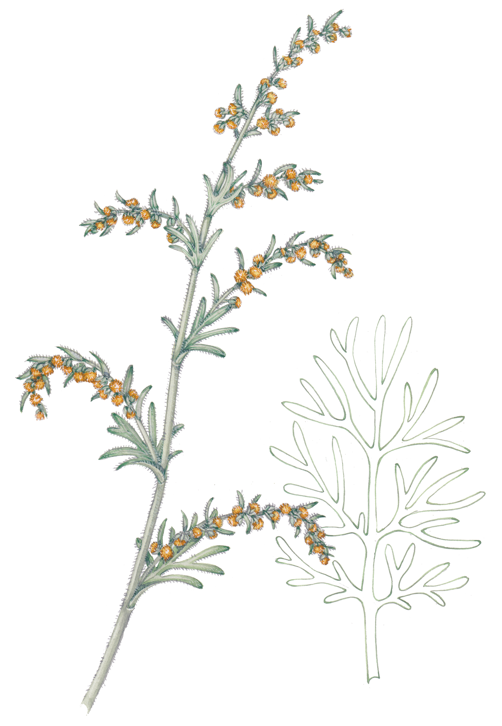 Sea wormwood