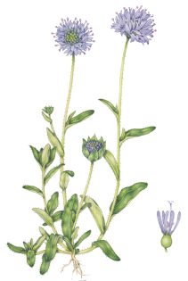 Sheeps bit Jasione montana