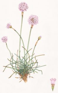 Thrift Armeria maritima