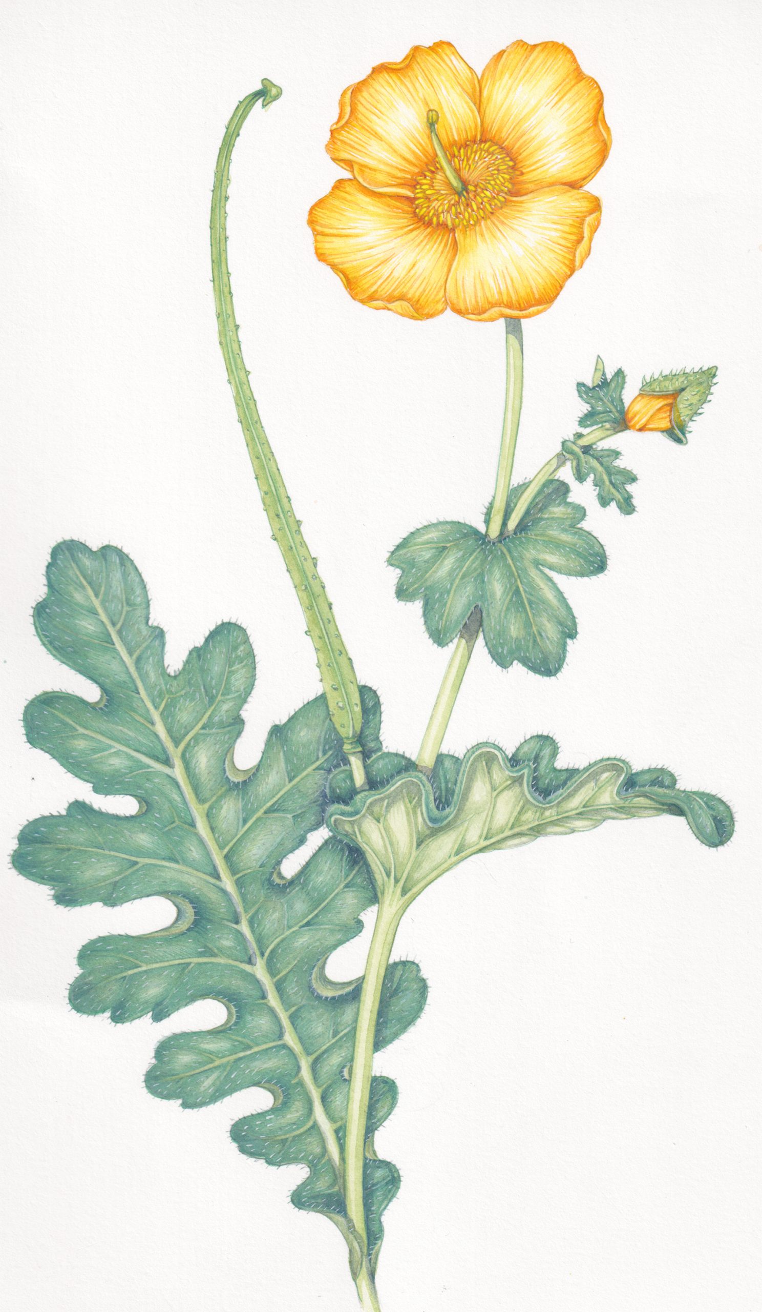 poppy botanical illustration