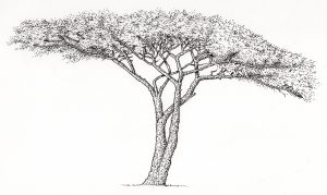 Acacia Acacia nilotica tree