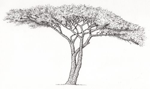thorn tree