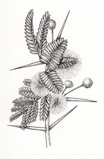 Acacia sprig Acacia nilotica