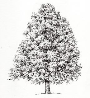 Alder Alnus glutinosa tree – SOLD –