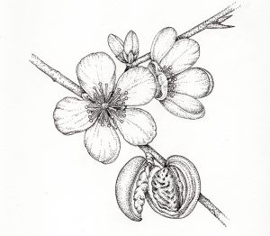 Almond Prunus dulcis blossom flowers and nut – SOLD –