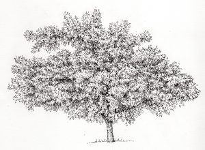 Almond Prunus dulcis tree