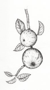 Apple Malus domestica fruit and leaves on twig