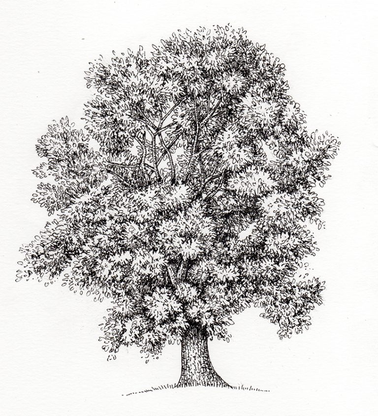 Trees: Ash - Lizzie Harper