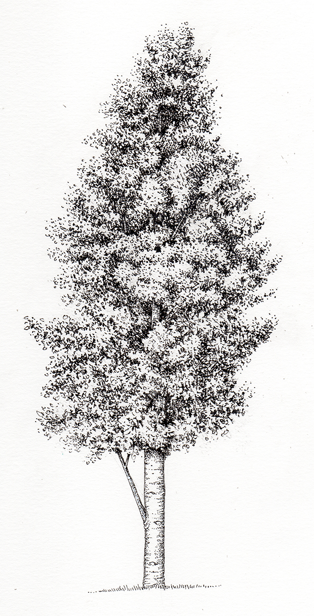 Aspen Populus tremuloides tree Lizzie Harper