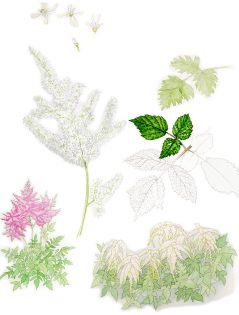 Astilbe chinensis sketchbook study