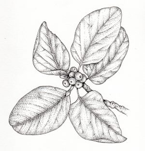 Banyan Ficus benghalensis berries and leaves