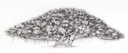 How to draw a banyan tree।।Bargad ped ka chitr kaise bnaye।।Easy drawing of  banyan tree।। - YouTube