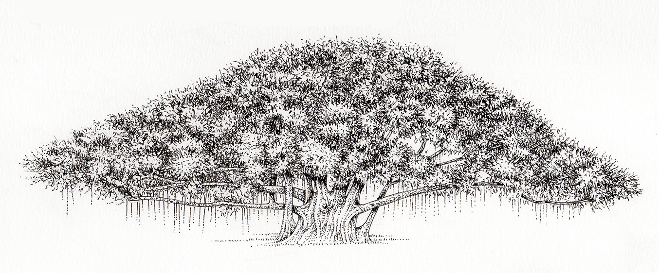 How to draw Banyan Tree
